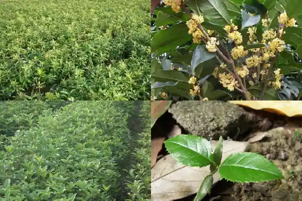 桂花的香气有什么特点?1689313444241