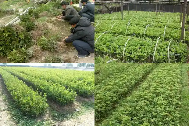 桂花菊花茶的功效与作用及禁忌1689208282174