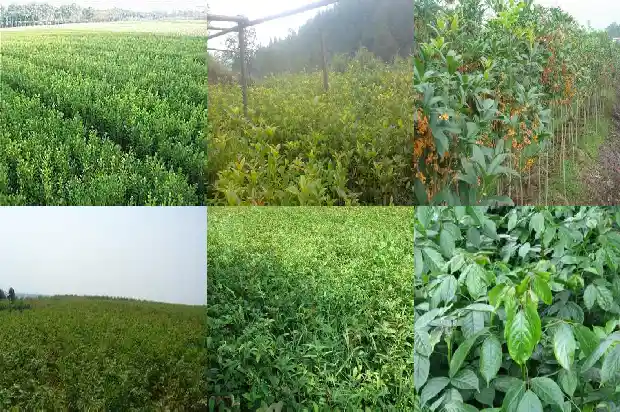 桂花树哪种品种好养护1683336505575