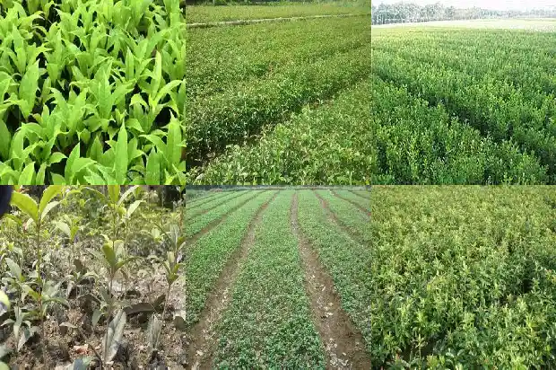 桂花树桩可以嫁接什么树苗呢1688344746528