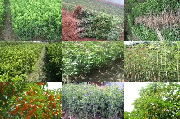 桂花树哪种品种好看又好养1683336513572