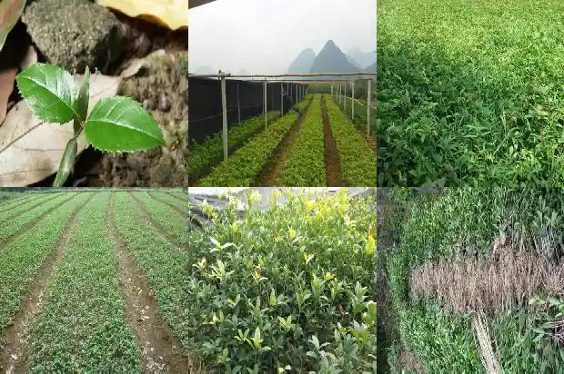 什么品种的桂花树比较好看又好养1683336525922