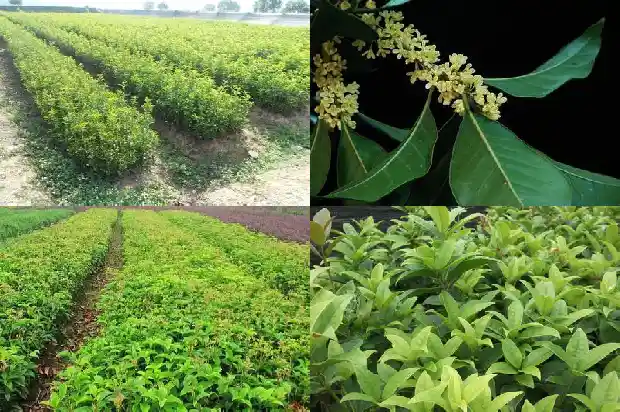 什么品种的桂花树比较好看又好养1683336526018