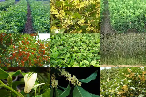 桂花树哪个品种比较好养1683336536026