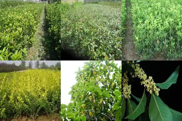 2公分桂花苗多少钱一棵1683336553878