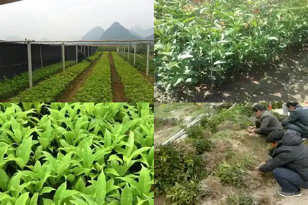 桂花树哪种不开花1683336565858