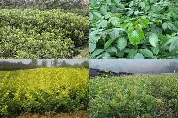 一公分桂花苗会开花吗1683336578012