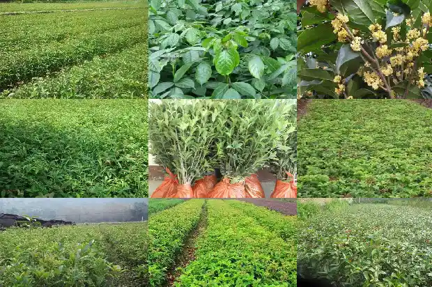 一公分桂花苗会开花吗1683336578060