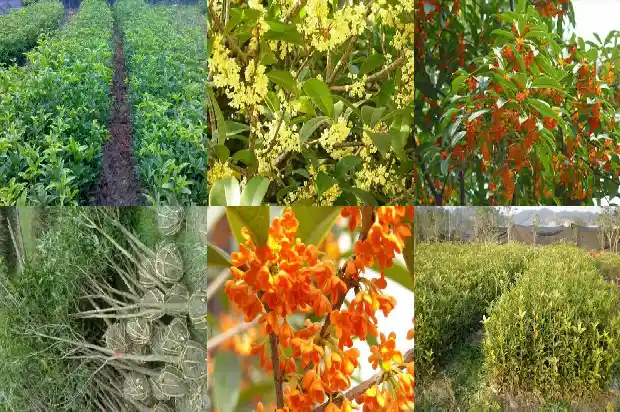 一公分桂花苗会开花吗1683336578108