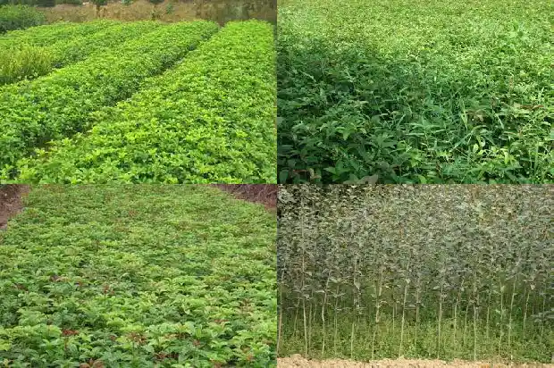 一公分桂花苗会开花吗1683336578156