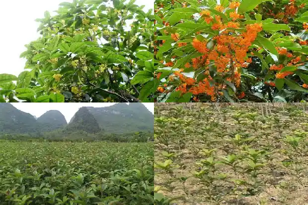 六公分桂花树苗价格多少一棵呢1683336598839