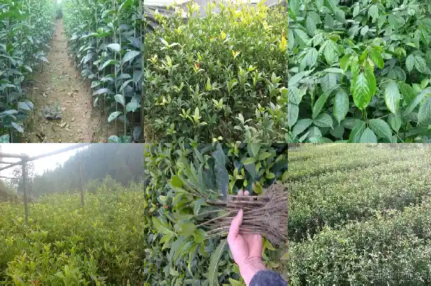 六公分桂花树苗价格多少一棵呢1683336598934