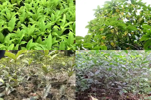 桂花树开什么颜色的花1683336611001