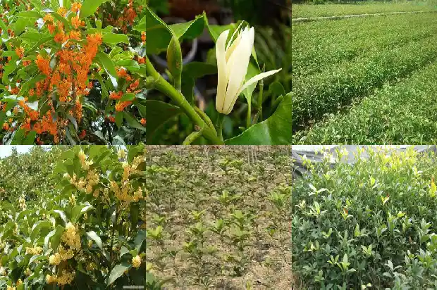 桂花树开什么颜色的花1683336611049