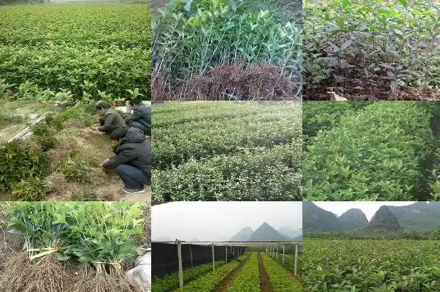 桂花树开什么颜色的花1683336611144