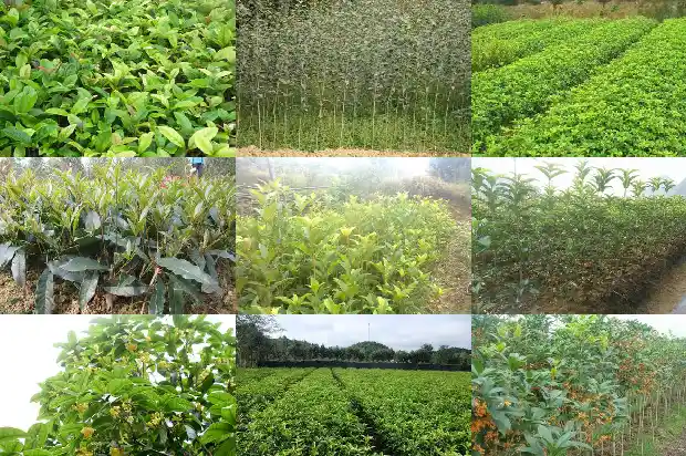 开红花的桂花树叫什么1683336618660