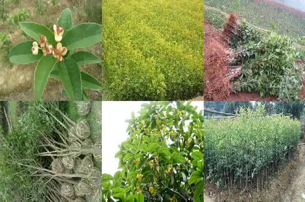 老桂花树怎么修剪枝条1683336626360