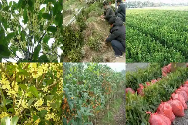 老桂花树怎么修剪枝条1683336626408