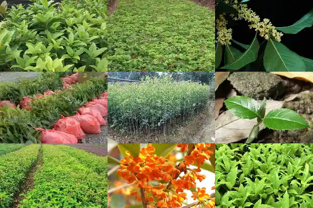 老桂花树怎么修剪好看1683336638069