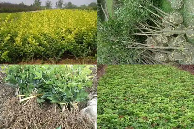 老桂花树怎么修剪好看1683336638117