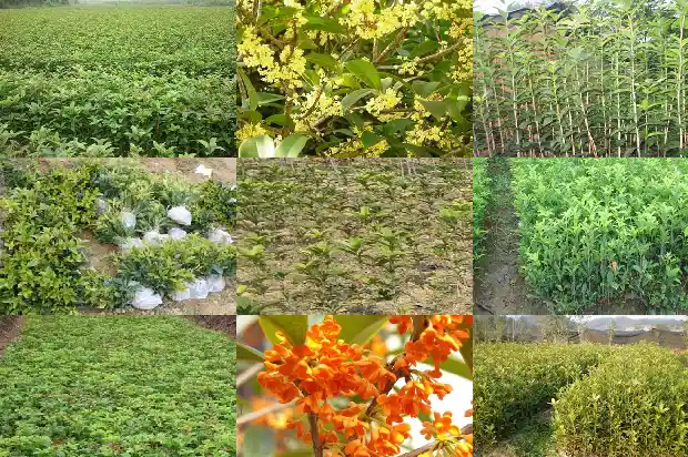 老桂花树修剪时间和方法1683336650095