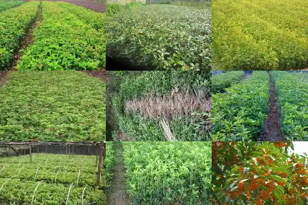 合肥桂花树价格走势最新消息1690504925139