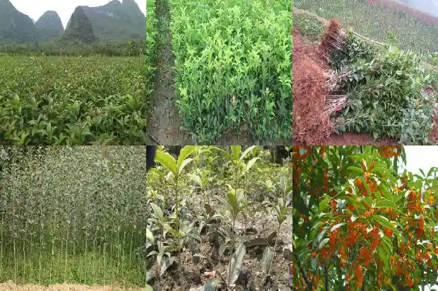 老桂花树修剪时间和方法1683336650239