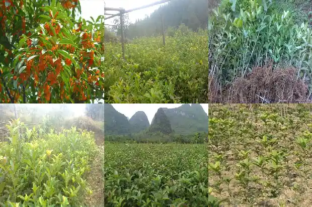 老桂花树大量落叶是什么原因呢1683336662371