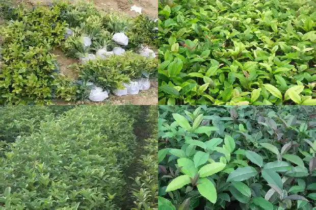 老桂花树大量落叶是什么原因呢1683336662419
