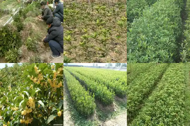 老桂花树大量落叶是什么原因呢1683336662467