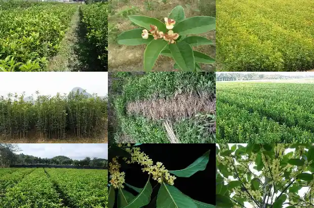 老桂花树大量落叶是什么原因呢1683336662515