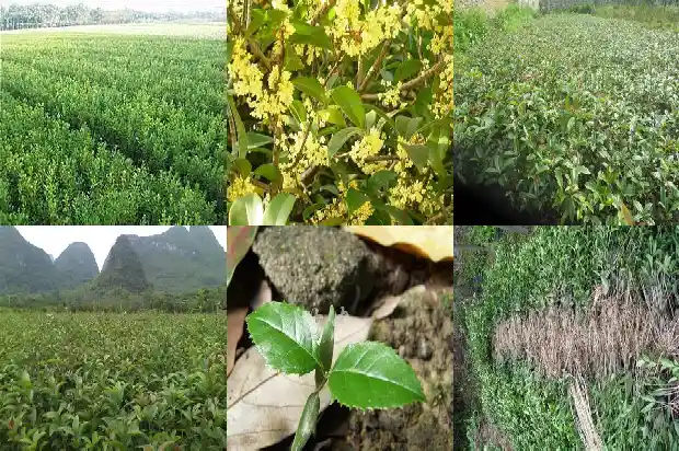 桂花树老叶落是怎回事1683336674331