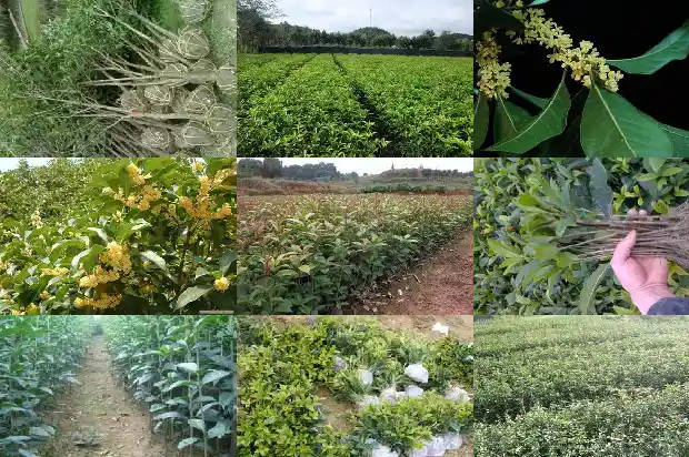 桂花树老叶落是怎回事1683336674427