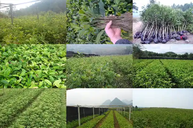 老桂花树为什么掉叶子1683336684068