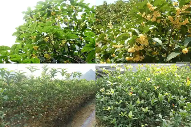 桂花树落叶子是什么原因1683336691938
