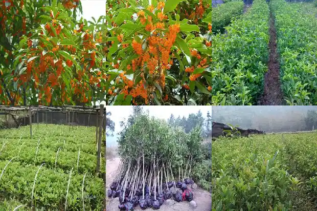 桂花树的冠幅是多少毫米1690763780474