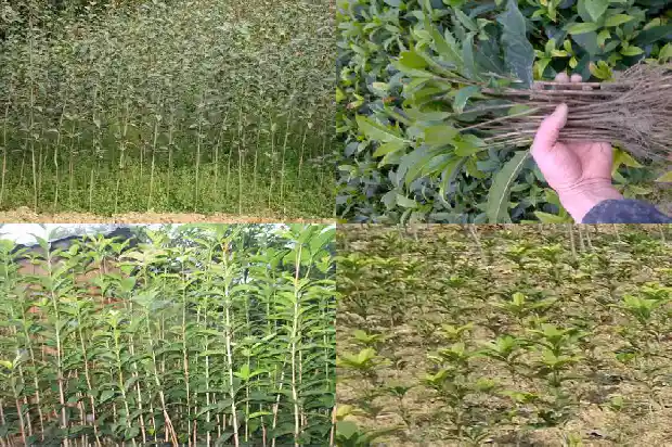 老桂花树不长新叶怎么办呀1683336734593