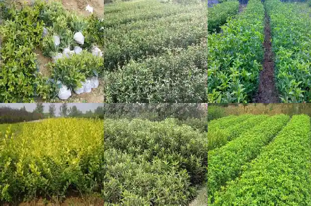 老桂花树不发新枝怎么办1683336758106
