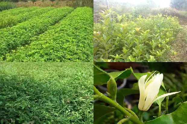 老桂花树不发新枝怎么回事1683336768197