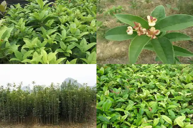 老桂花树不发新枝怎么回事1683336768244