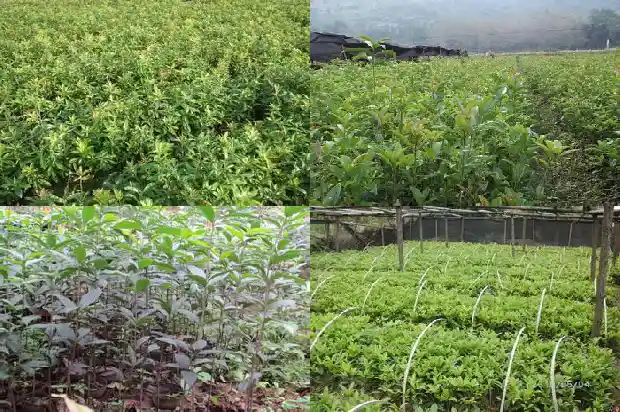 老桂花树不发新枝怎么回事1683336768289