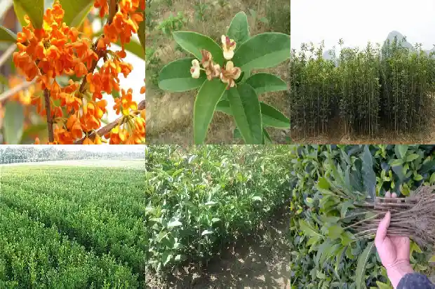 老桂花树不发新枝能活吗1683336777969