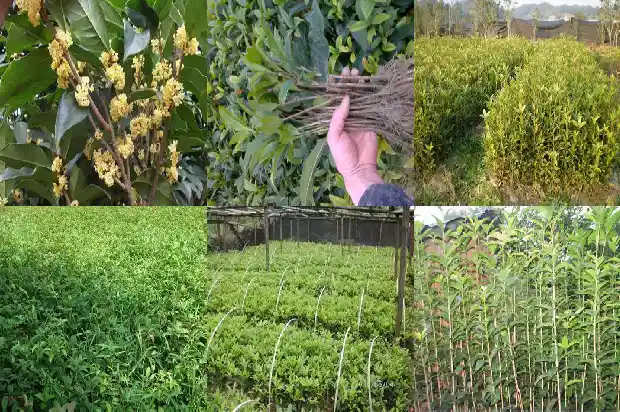 老桂花树不发新枝能活吗1683336778014