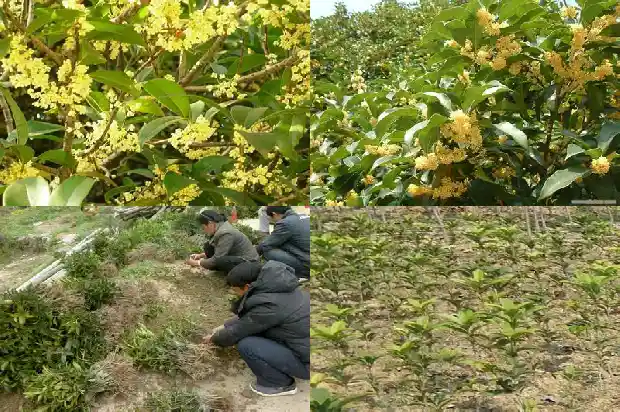 桂花树不发新枝芽怎么回事1683336787920