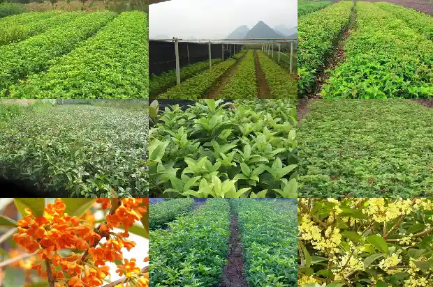 桂花树不发新枝芽怎么回事1683336787967