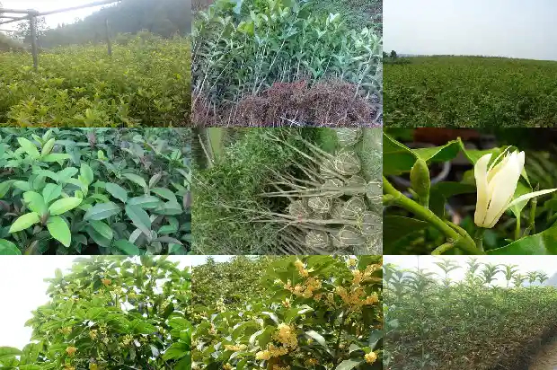 桂花树不发新枝芽是不是不活1683336795732