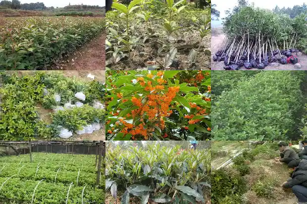 桂花树不发新枝芽是不是不活1683336795780