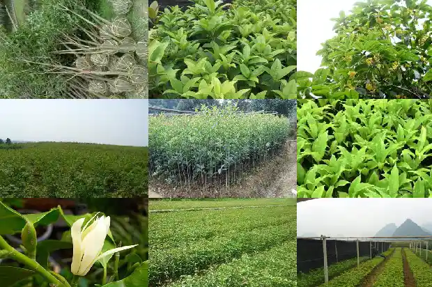 桂花树不开花是怎么了1683336808170