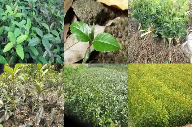 来大姨妈可以喝桂花茶吗?1689121729510