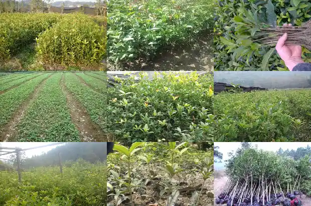 桂花树和梅树的对比1683336823670